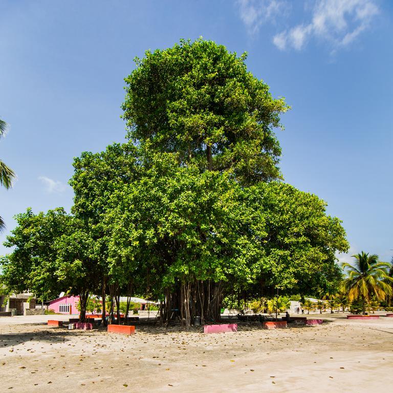 Villa Rosa Maldives Feridhoo Ngoại thất bức ảnh